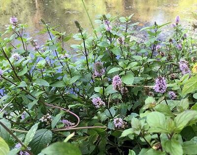 Aquatic Mint Pond Plant