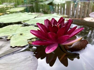 Almost Black Hardy Red Water Lily