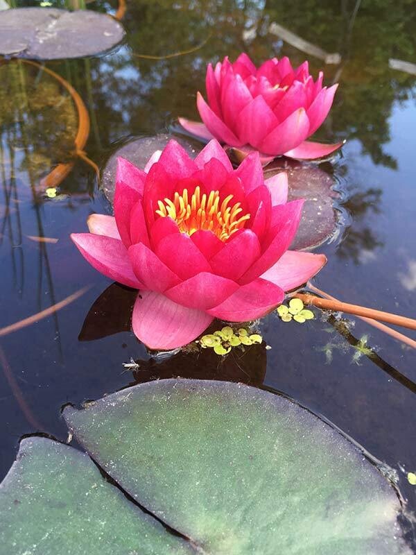 James Brydon Hardy Red Water Lily