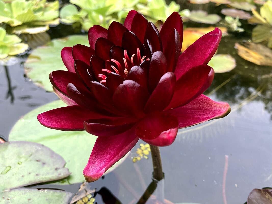 Black Princess Hardy Red Water Lily