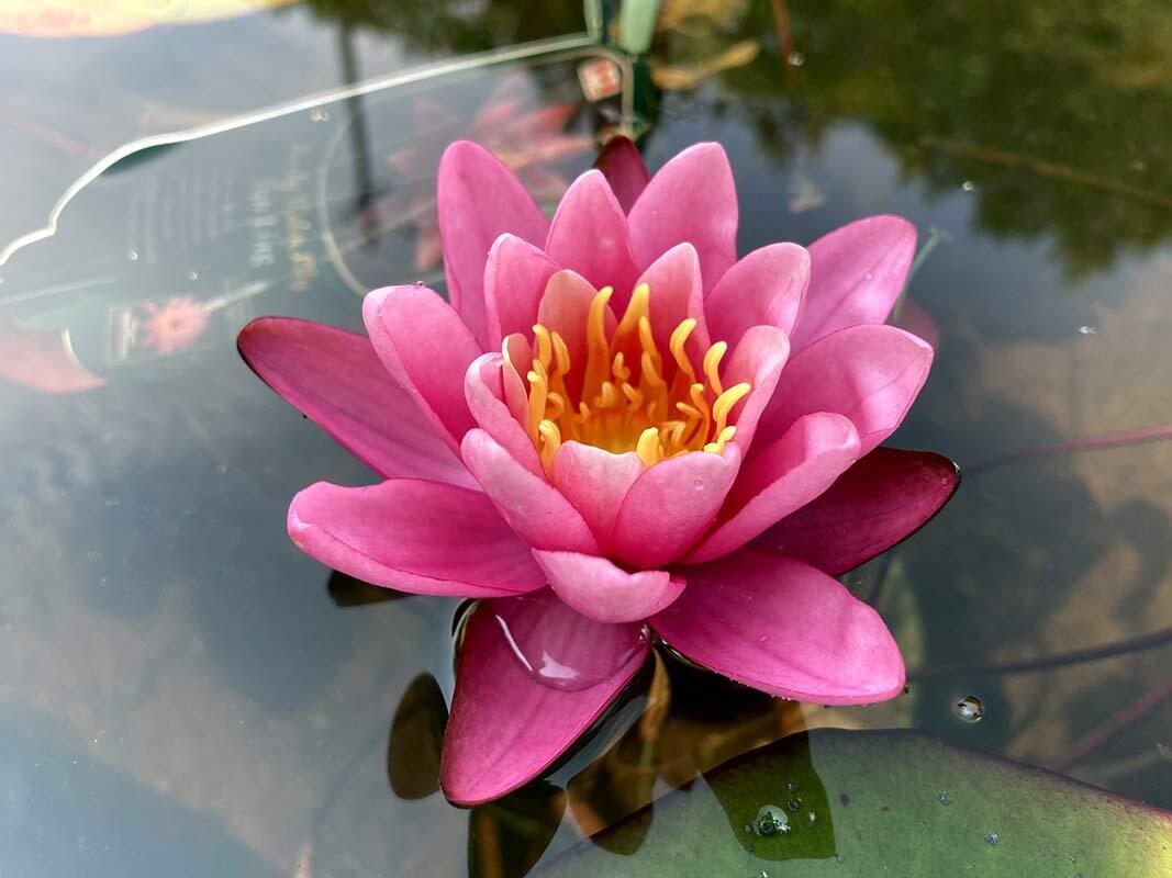 Yuh Ling Hardy Pink Water Lily