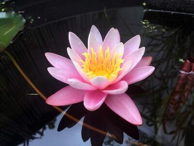 Pink Sensation Hardy Pink Water Lily