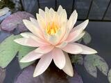 Peach Glow Hardy Water Lily