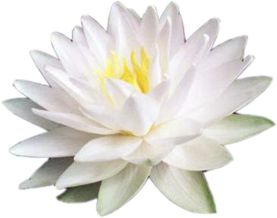 White Hardy Water Lilies