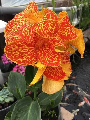 Canna Maui Punch Pond Plant