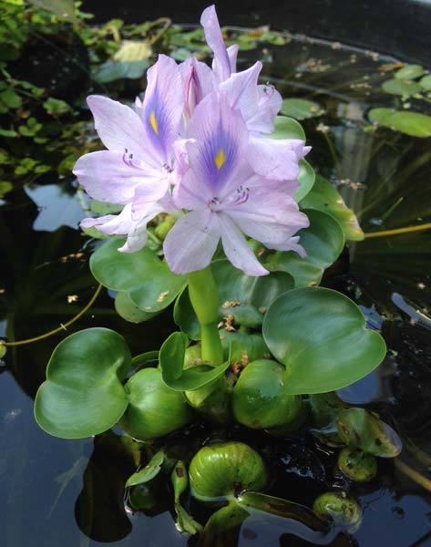 Compact Water Hyacinth Flower Bud