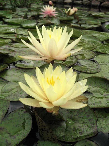 Texas Dawn Yellow Water Lily