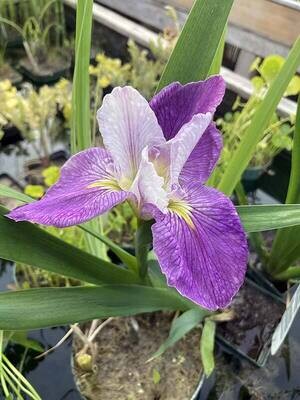 Colorific Iris Pond Plant