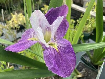 Colorific Iris Pond Plant