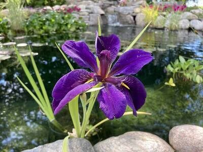 Black Gamecock Iris Pond Plant