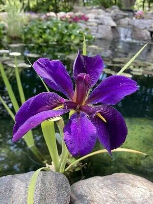 Black Gamecock Iris Pond Plant
