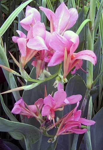 Canna Erebus Pond Plant