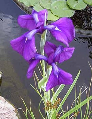 Variegated Japanese Iris Pond Plant