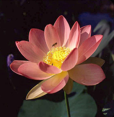 Carolina Queen Pond Lotus