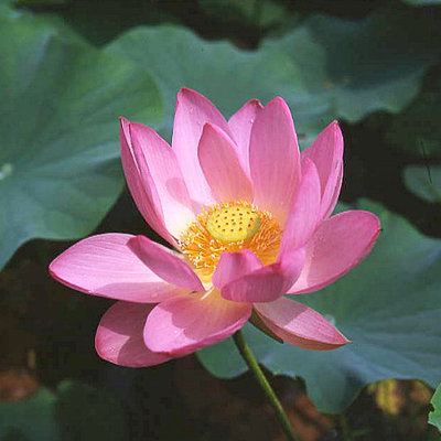 Rosea Pond Lotus