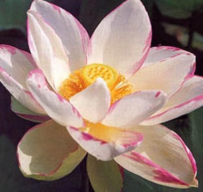 Empress (Alba Striata) Pond Lotus