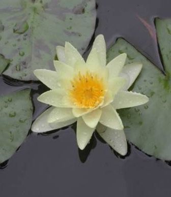 Moorei Hardy Yellow Water Lily