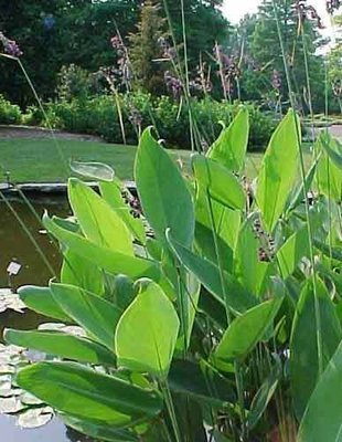 Hardy Water Canna Pond Plant
