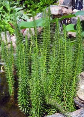 Mares Tail Pond Plant