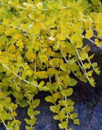 Golden Moneywort Pond Plant