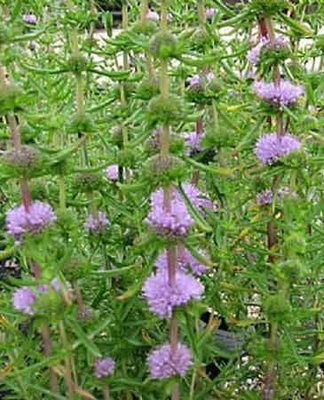 Water Spearmint Pond Plant