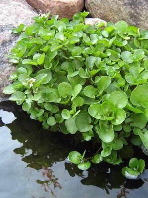 Water Cress Pond Plant