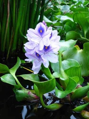 Jumbo Water Hyacinth (6 Plants)