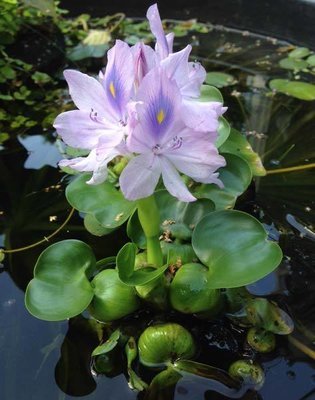 Water Hyacinth - Compact Variety (6 Plants)
