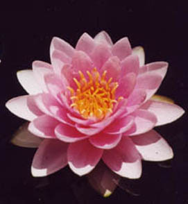 Darwin Hardy Pink Water Lily