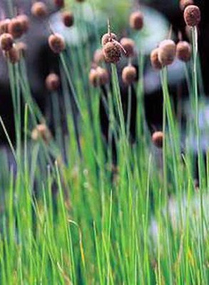 Miniature Cattail Pond Plant