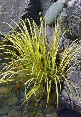 Golden Variegated Sweet Flag Pond Plant