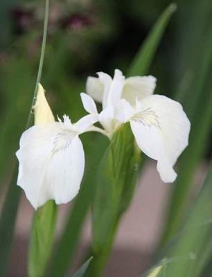 Creme de la Creme Iris Pond Plant