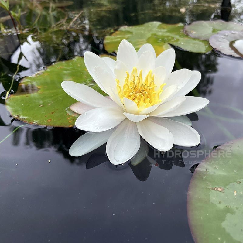 Gladstone Hardy White Water Lily