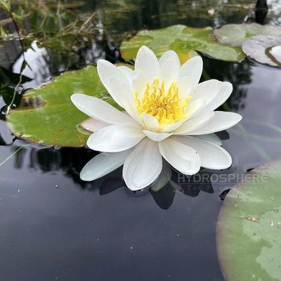 Gladstone Hardy White Water Lily