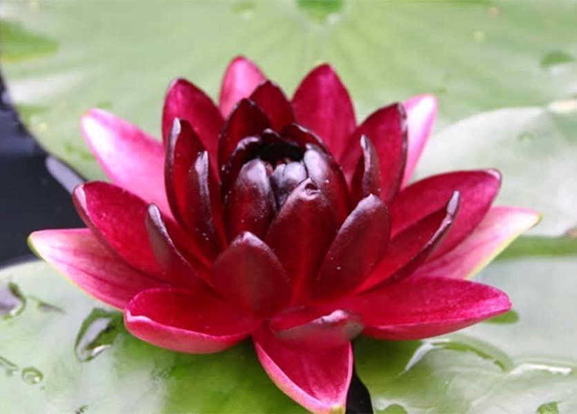 Burgundy Princess Hardy Red Water Lily