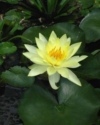 Sunrise Hardy Yellow Water Lily