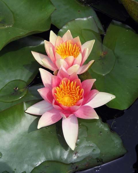 Comanche Hardy Changeable Water Lily