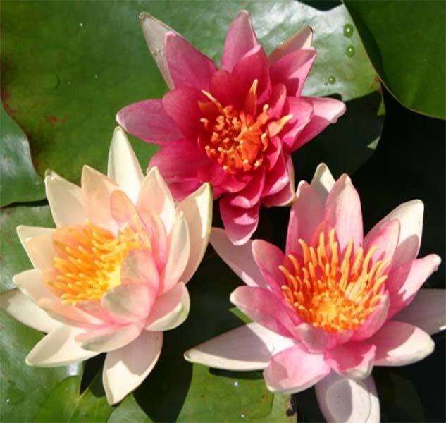 Sioux Hardy Changeable Water Lily