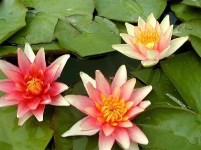 Sioux Hardy Changeable Water Lily