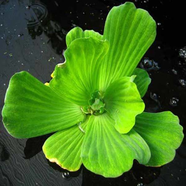 Water Lettuce Floating Pond Plant (3 Plants)