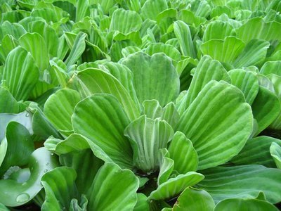 Water Lettuce Floating Pond Plant