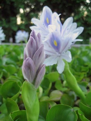 Compact Water Hyacinth Flower Bud