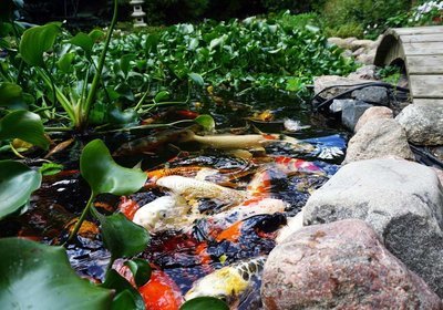 Jumbo Water Hyacinth