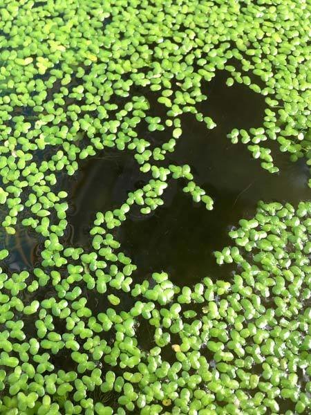 Duckweed Floating Pond Plant