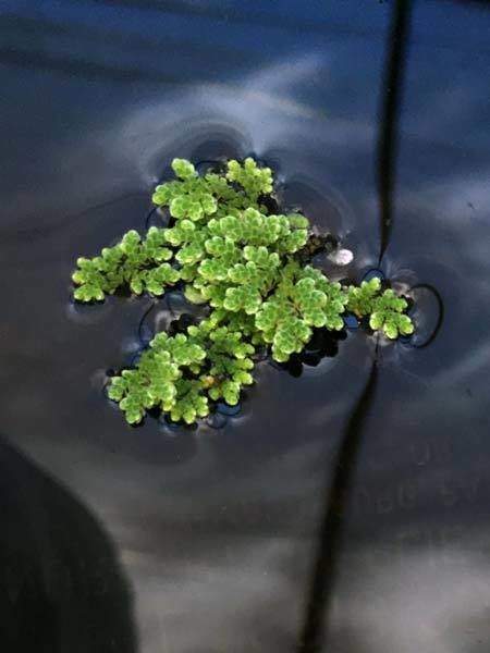 Azolla (Fairy Moss) Floating Pond Plant