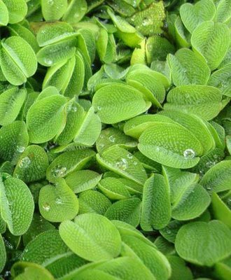 Floating Fern Floating Pond Plant