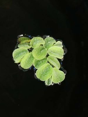 Floating Fern Floating Pond Plant