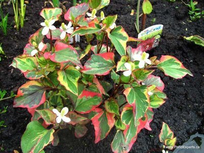 Chameleon Plant Pond Plant