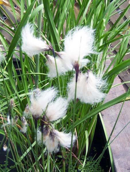 Cotton Grass Pond Plant