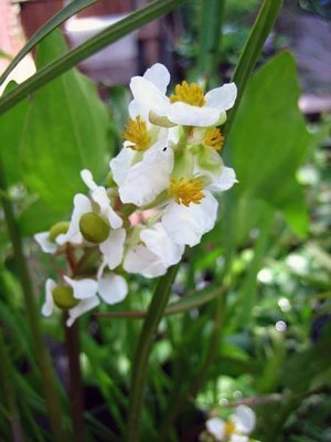 Arrowhead Pond Plant